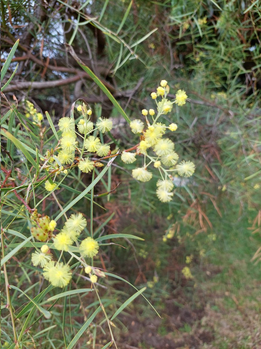Afternoon walk. Australian native plants in flower. Grevillea, Banksia, Acacia (Wattle).