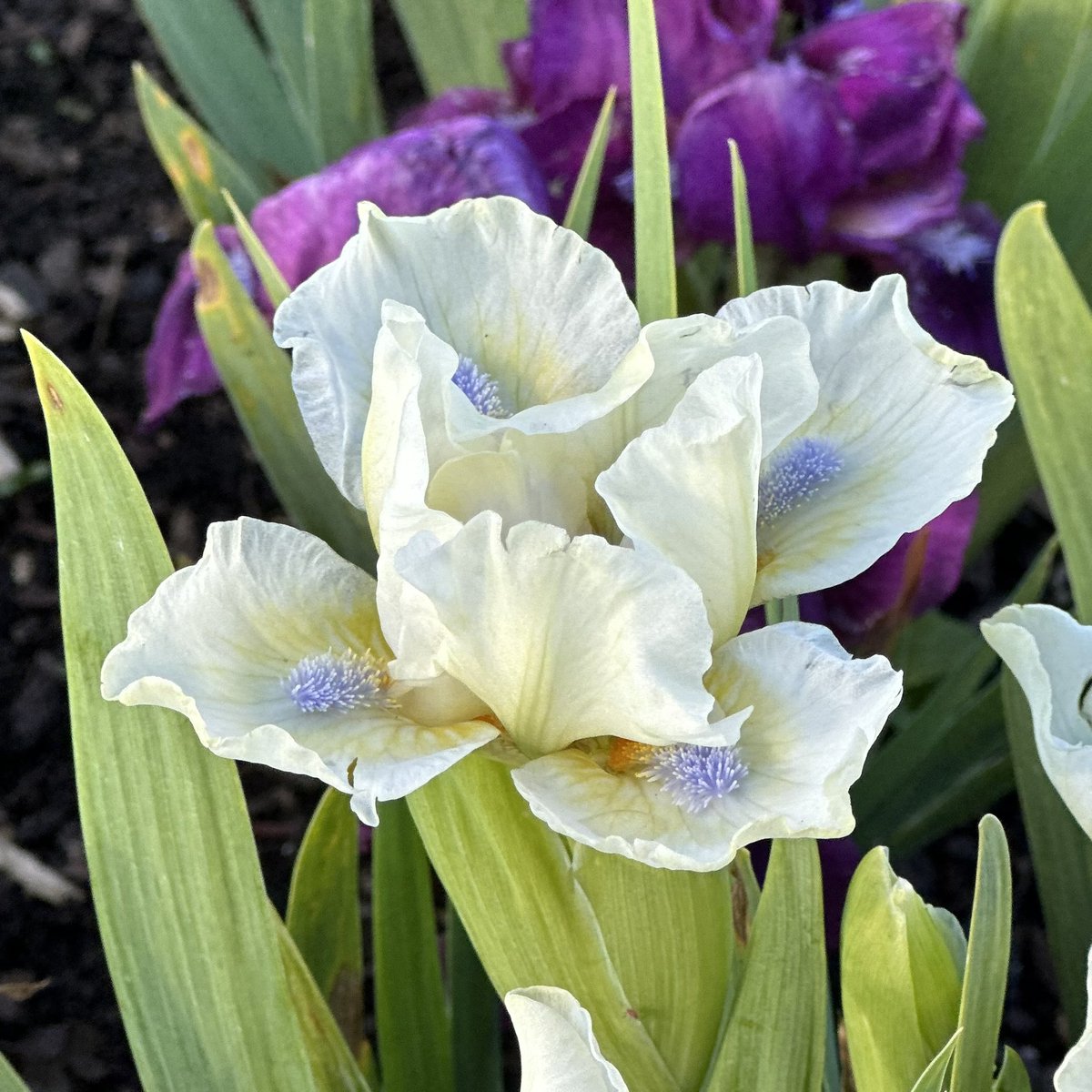 SDB Iris ‘Semola’ always gives us odd numbers of petals with only an odd one being standard with 3 falls and standards! Good grower too! #dwarfirises #beardedirises #iris #semola #irises #creamflowers #peatfree #fieldgrownflowers #lincolnshire