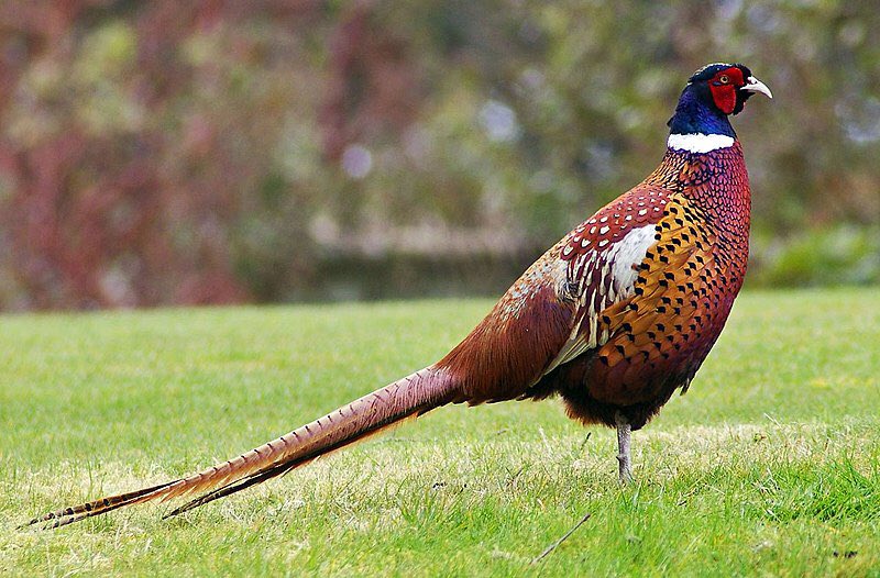 Loads of Pheasants & Loads of Adders in Weardale... One is prominent through the car windscreen, the other you need to get your boots on & go look for. 🐍🥾#ClipBoardW4nkers 🙄