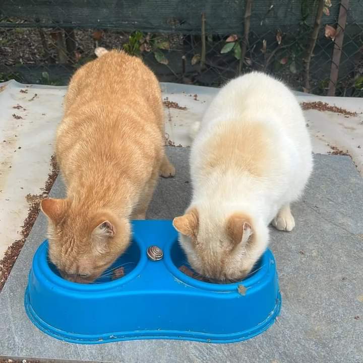 Buon sabato e buon fine settimana!
I mici delle nostre colonie si vogliono davvero tanto bene ❤️ 🫶 
#CatsLover #FriendsForever #VolunteerWork #CatsOfTwitter