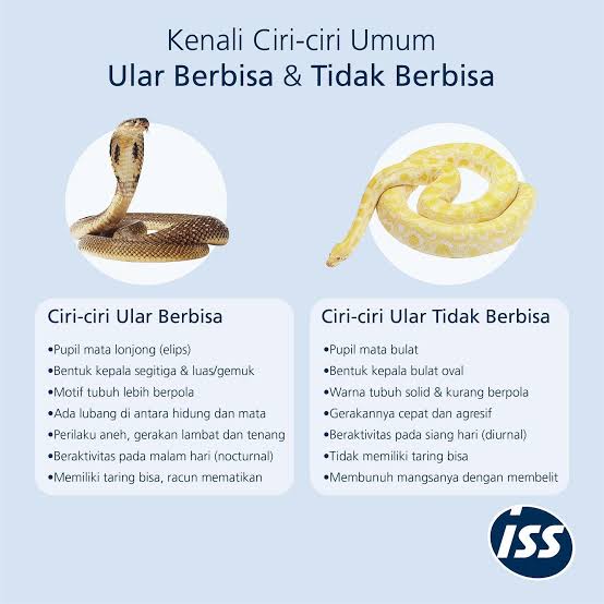 ini semua salah dan berbahaya yaaa. jangan pernah berpatokan dengan ciri" kayak gini untuk identifikasi ular!