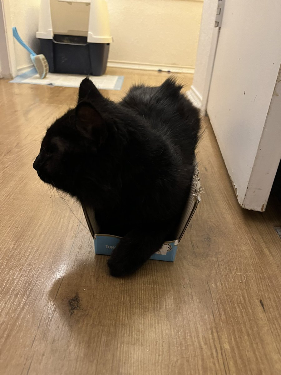 In his Defence, he's blind and didn't see just how narrow the box is.... 

this is his training for #CatsOfAnarchy in case we need to fit in tight spaces 👏🤭😹

#AdoptDontShop
#FosteringSavesLives
#BlindCat #Cats #CatsAreFamily 
#ShelterCats
#AdoptAShelterCat #FeLV