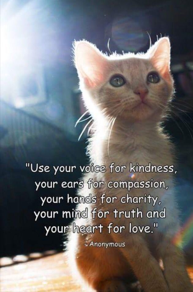 Happy #Caturday 🐈‍⬛ lovely twitter family. I know tories and bigots won't understand this message, but all the wonderful compassionate folk in this beautiful community absolutely will. Let's shower the world with acts of kindness. Have a beautiful day 🥰 #HaveCourageAndBeKind