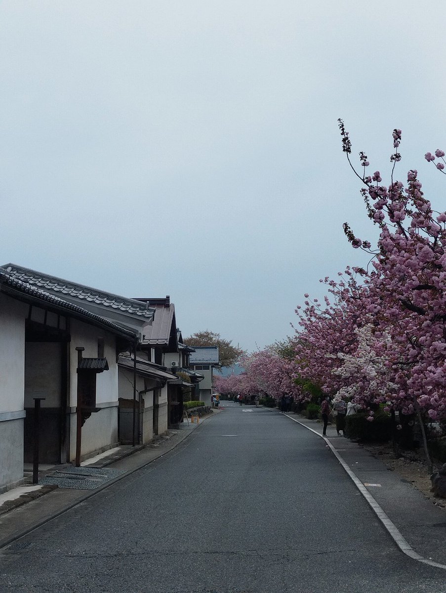 白井宿の八重桜が満開です。明日は桜祭りで山車とかが出るそうです。
早めに行かないと混むみたい。