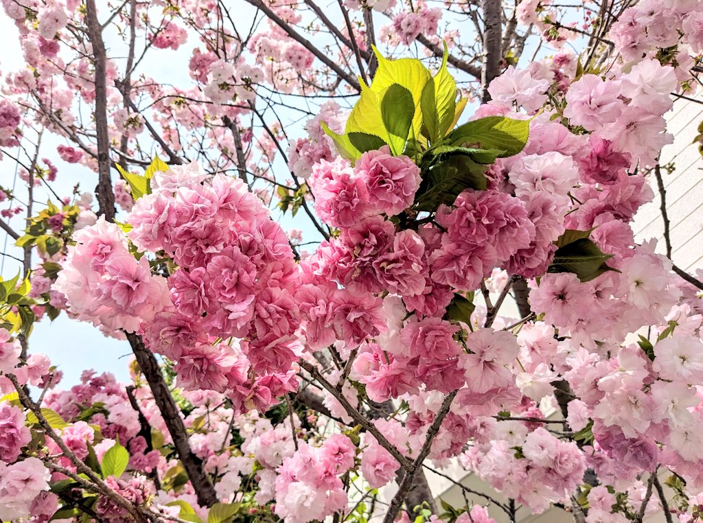 東京の桜はもう終了かな、と思っていたら、まだまだ #里桜 や #八重桜 では見頃な品種を見かけて嬉しくなります。

🏫保護者会帰りの道、癒しの風景がいくつもありました☺️
#桜  #cherryblossom #東京
#NaturePhotograhpy