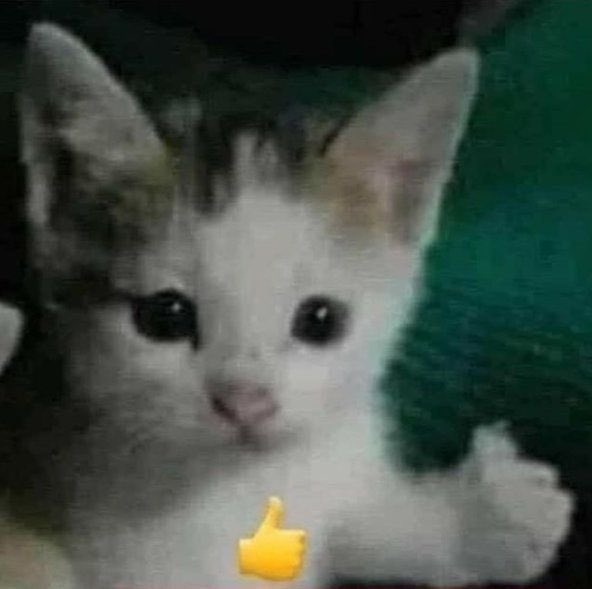 SCINSPARKLE's tweet image. // wsg everyone