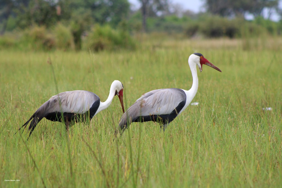 CraneWattled's tweet photo. Wattled Crane sightings at Vumbura plains, Okavango delta. For more on the Botswana Wattled Crane Reseach Project, visit https://t.co/uuVmiEWi1L https://t.co/zff2UoEAXh