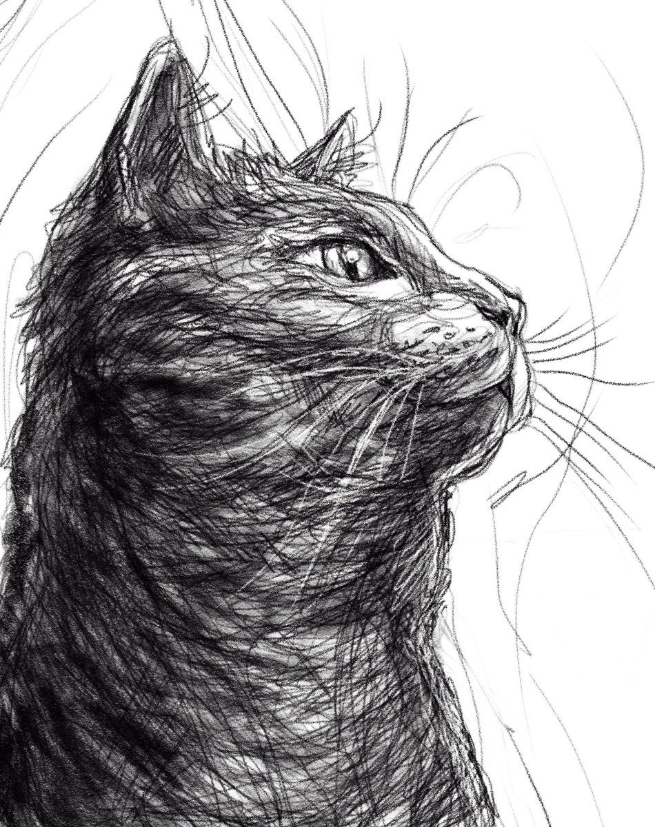Goodmorning y’all!🐈#cat #petportrait #catlover #drawing #caturday #CatsOfTwitter