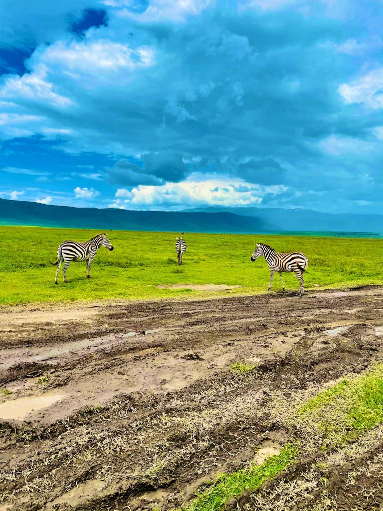 Good Morning Ngorongoro Crater 🇹🇿