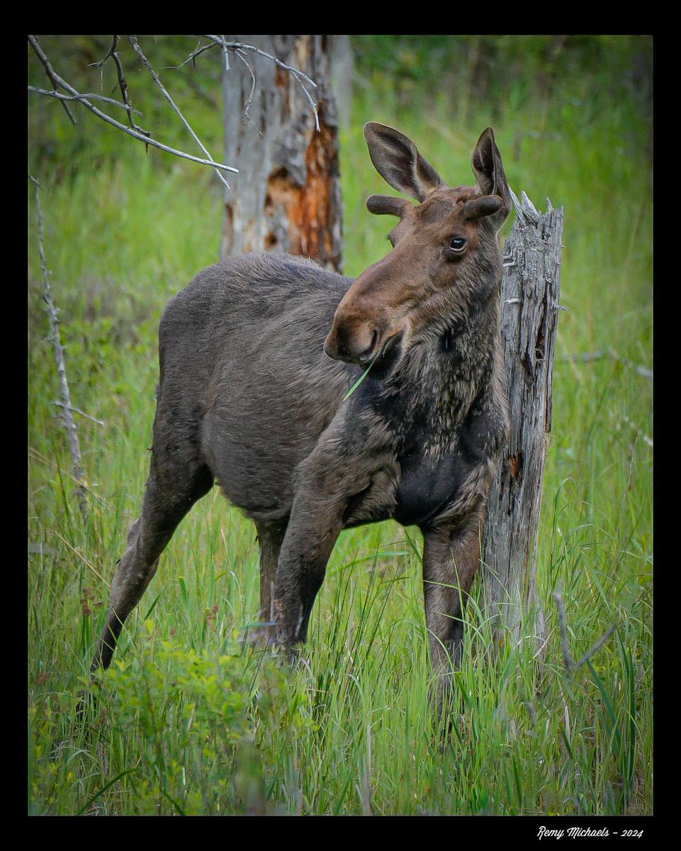 'NORTHERN FRIENDS' instagram.com/p/C5-PWA1gcCG/… #AlgonquinPark #Moose #WildlifePhotography #OntarioParks #Canada #PicOfTheDay