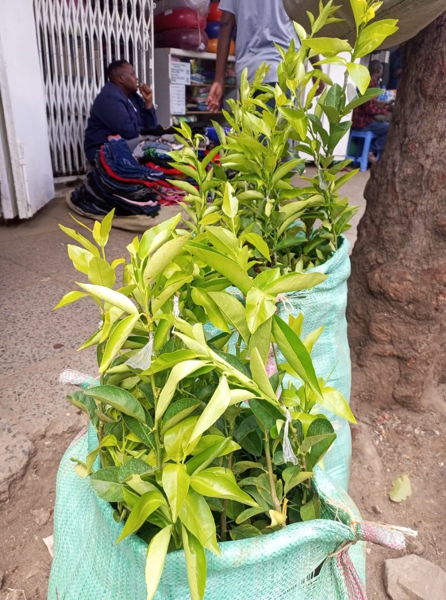 Grafted Tangerine 🍊 seedlings delivery enroute Siaya Town . For all your fruit seedlings needs, Click this link to message us on WhatsApp: wa.me/254713764658 We make delivery across the country within 24 to 48 hrs #Futureisorchard