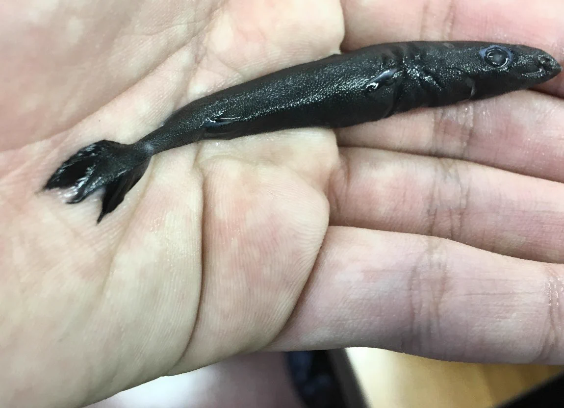 激レア世界最小のサメ！深海魚標本ツラナガコビトザメ GLluL5KagAALD-X?format=webp&