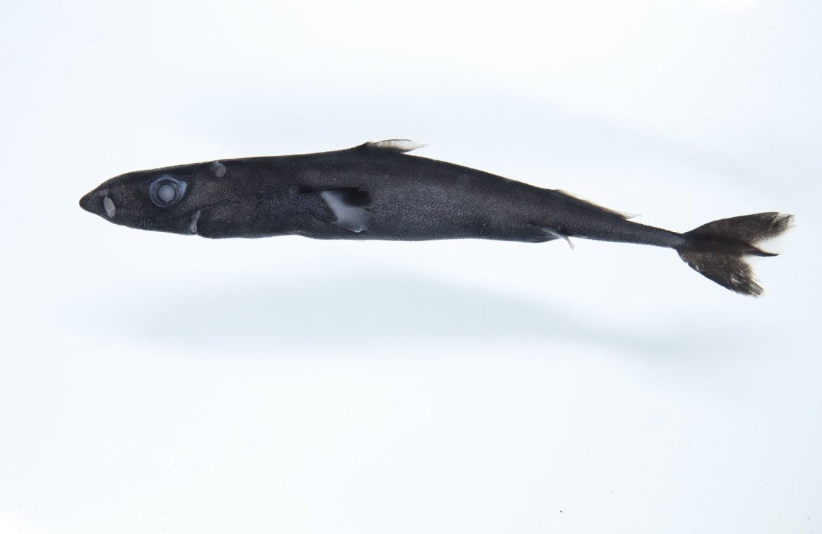 【超希少・深海標本】 世界最小のサメ　ツラナガコビトザメ液浸標本(2個体') ツラナガコビトザメが生きている時の姿のまま標本に。恐るべし
