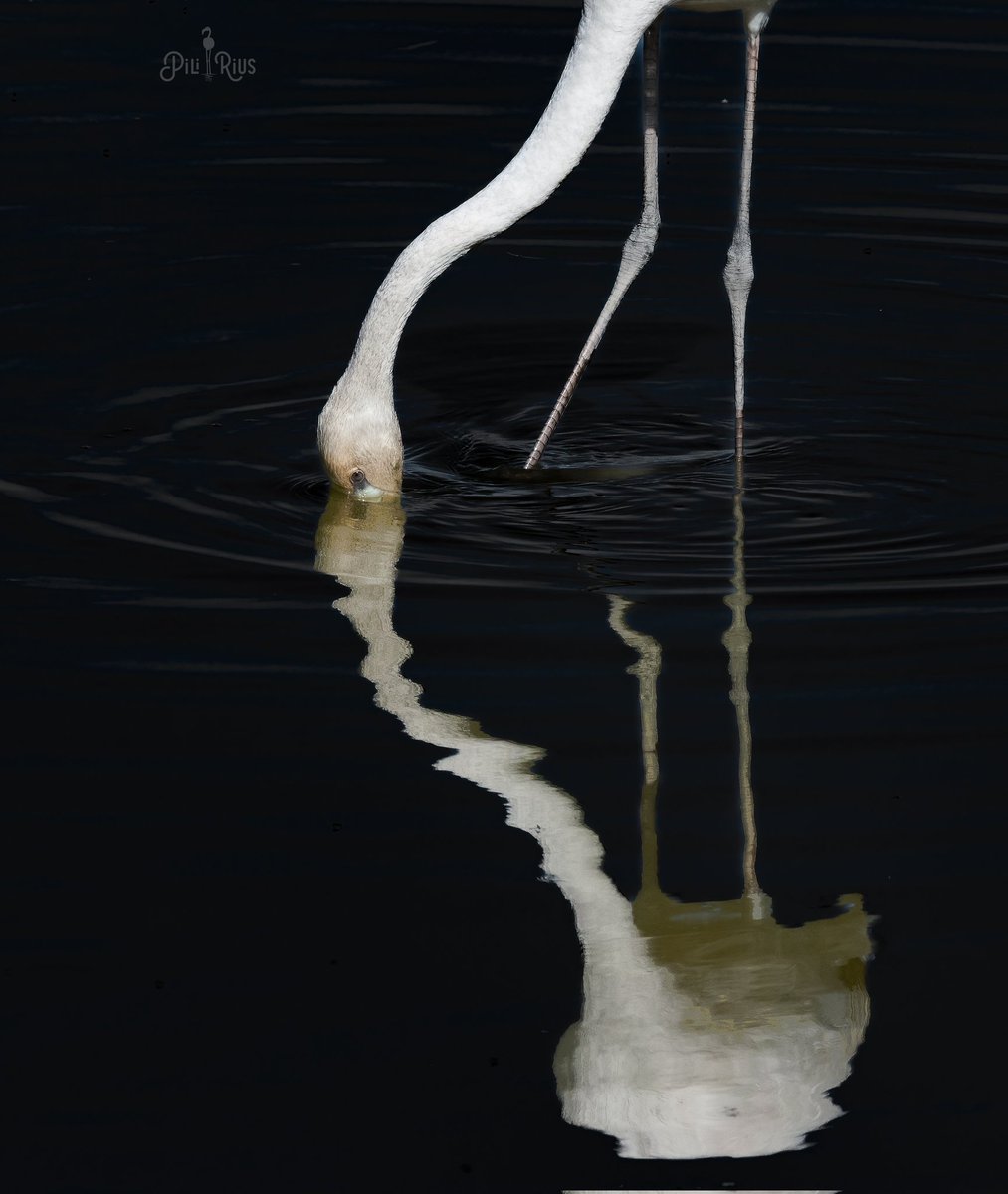 Art natural al #deltadelebre @terresebretur #birding @OMSYSTEMcameras