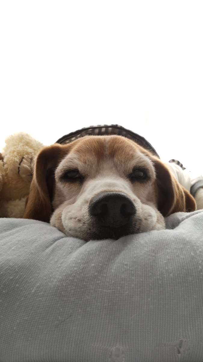 お留守番ねって言ったら、
この顔😂

#ビーグル　#beagle 
#犬のいる暮らし 
#いぬのいる幸せ