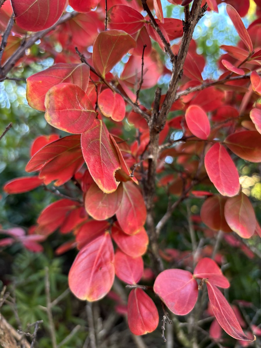 chifley_alison's tweet photo. The colour of Autumn is red in my garden. #Conder https://t.co/EDcO1IO0DG