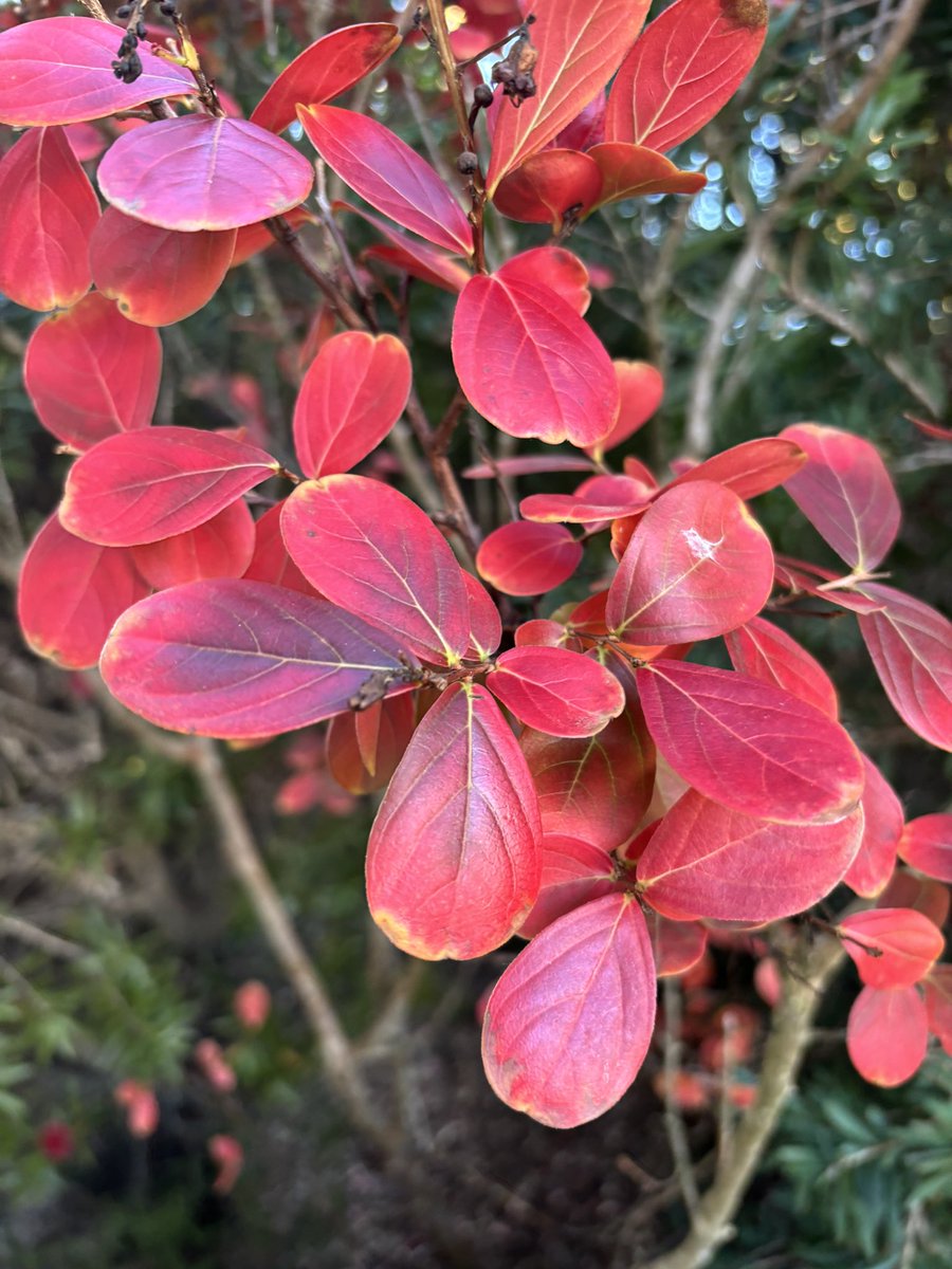 chifley_alison's tweet photo. The colour of Autumn is red in my garden. #Conder https://t.co/EDcO1IO0DG