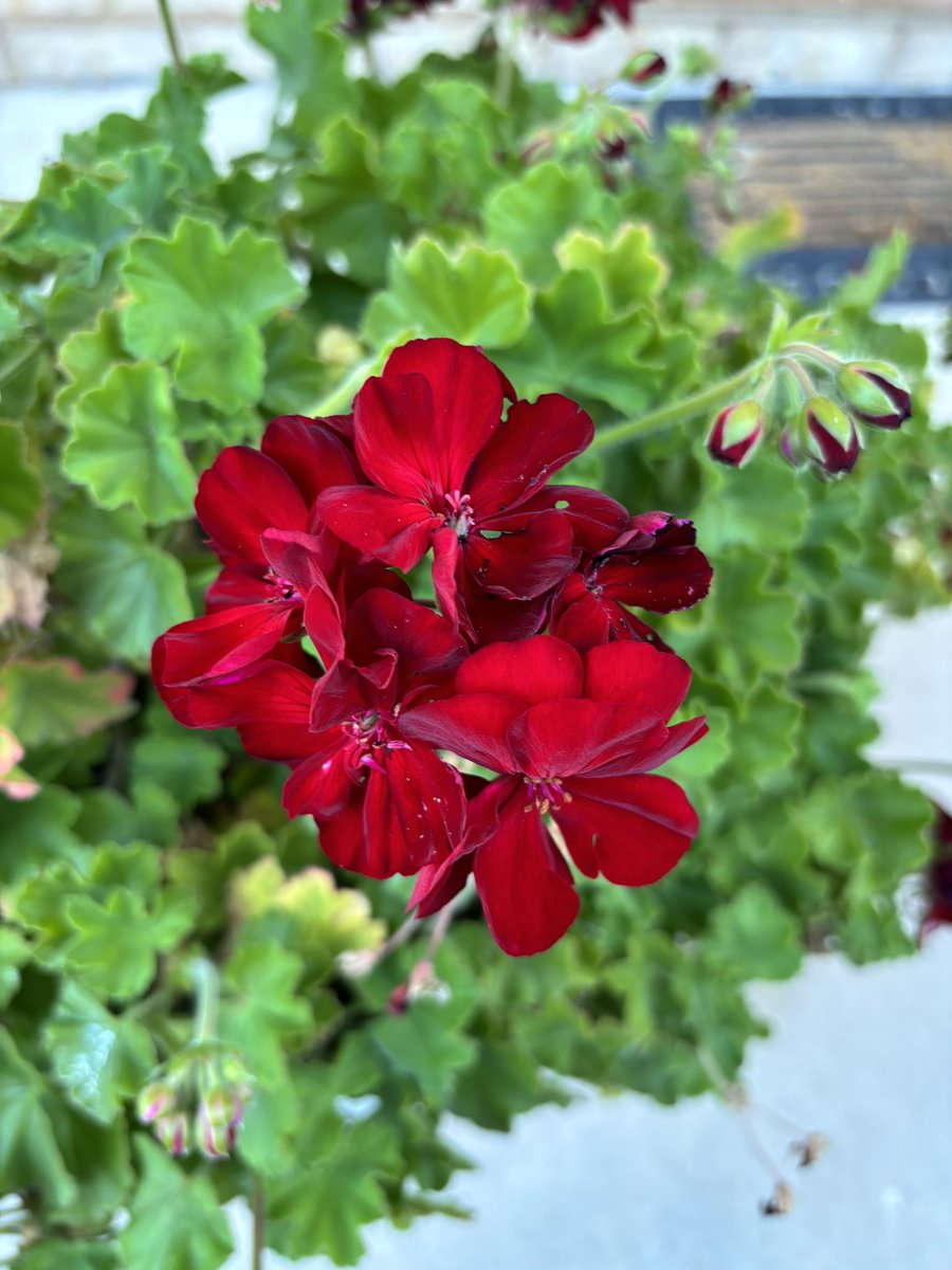 chifley_alison's tweet photo. The colour of Autumn is red in my garden. #Conder https://t.co/EDcO1IO0DG