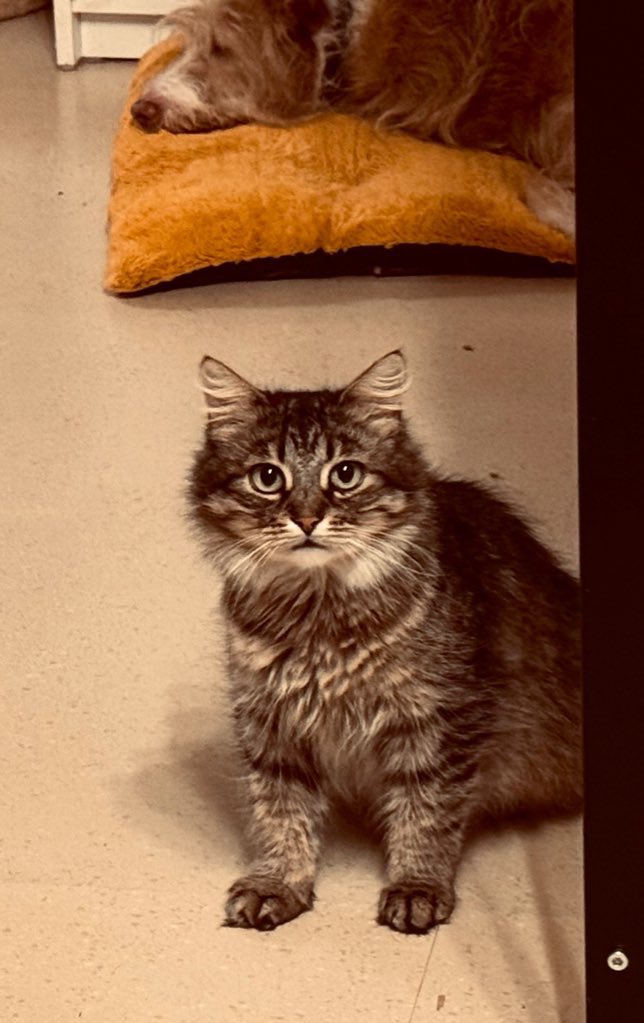 Wir suchen einen Hof/ einen Stall für unsere scheueren Schützlinge, wo sie draußen Leben und Mäuse fangen können.

Alle sind natürlich kastriert und gechippt und brauchen ihre Chance.

Auch weitere Entfernungen konnten bisher mittels Fahrketten ermöglicht werden.

Bitte um RT
