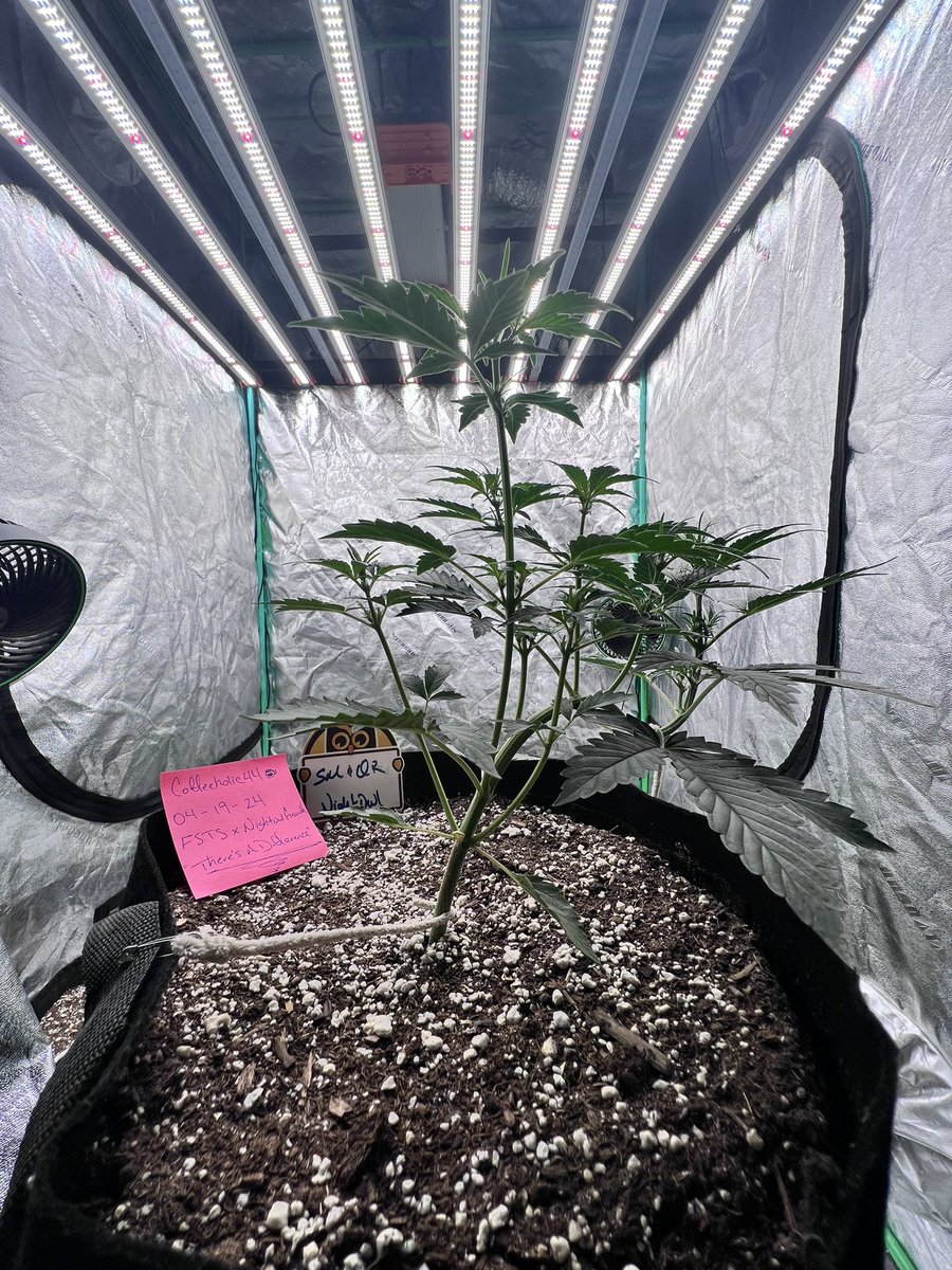 We’re bending over backwards for that 🔥🔥🔥🔥 Only 3 weeks & I couldn’t be happier. Now to tie down the rest of her branches @SolfireGardens SM&QR Auto @spiderfarmerled SE7000 @VIVOSUN ⛺️ @iBEX_Nutrition