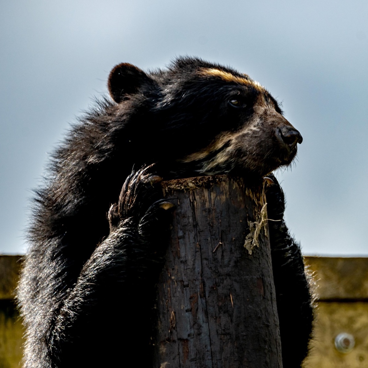 🐻 Waiting for the weekend to arrive like... Saturday has finally arrived, bringing warmer weather and the perfect opportunity for an adventure to Bear Country ☀️ 📸 Spot Bahia & Chui and share with us your shots, just like this fantastic pic from Colin Armstrong Photography.