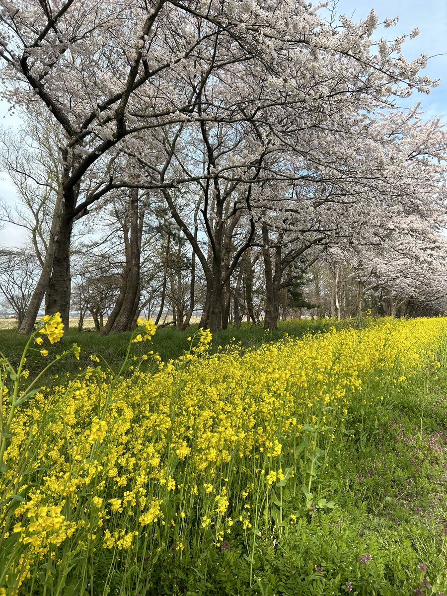 dame_neko's tweet photo. 桜・菜の花ロード https://t.co/wLZCMg9HmH