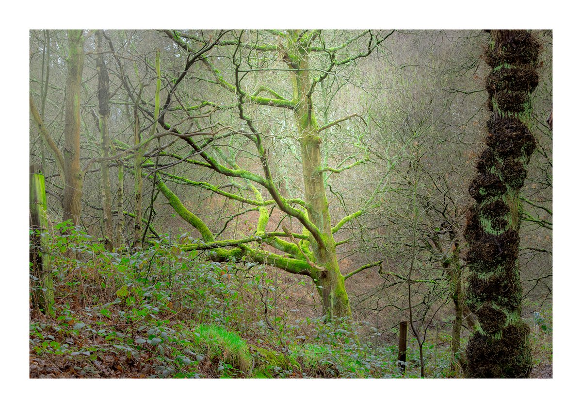 The old green knurly one. Enjoy your Saturday. #Saturdaymorning #Delamere #Cheshire #cheshirelife #nikoneurope #nature #woodlandphotograper #trees #woodlandphotography @Thephotohour #Stormhour