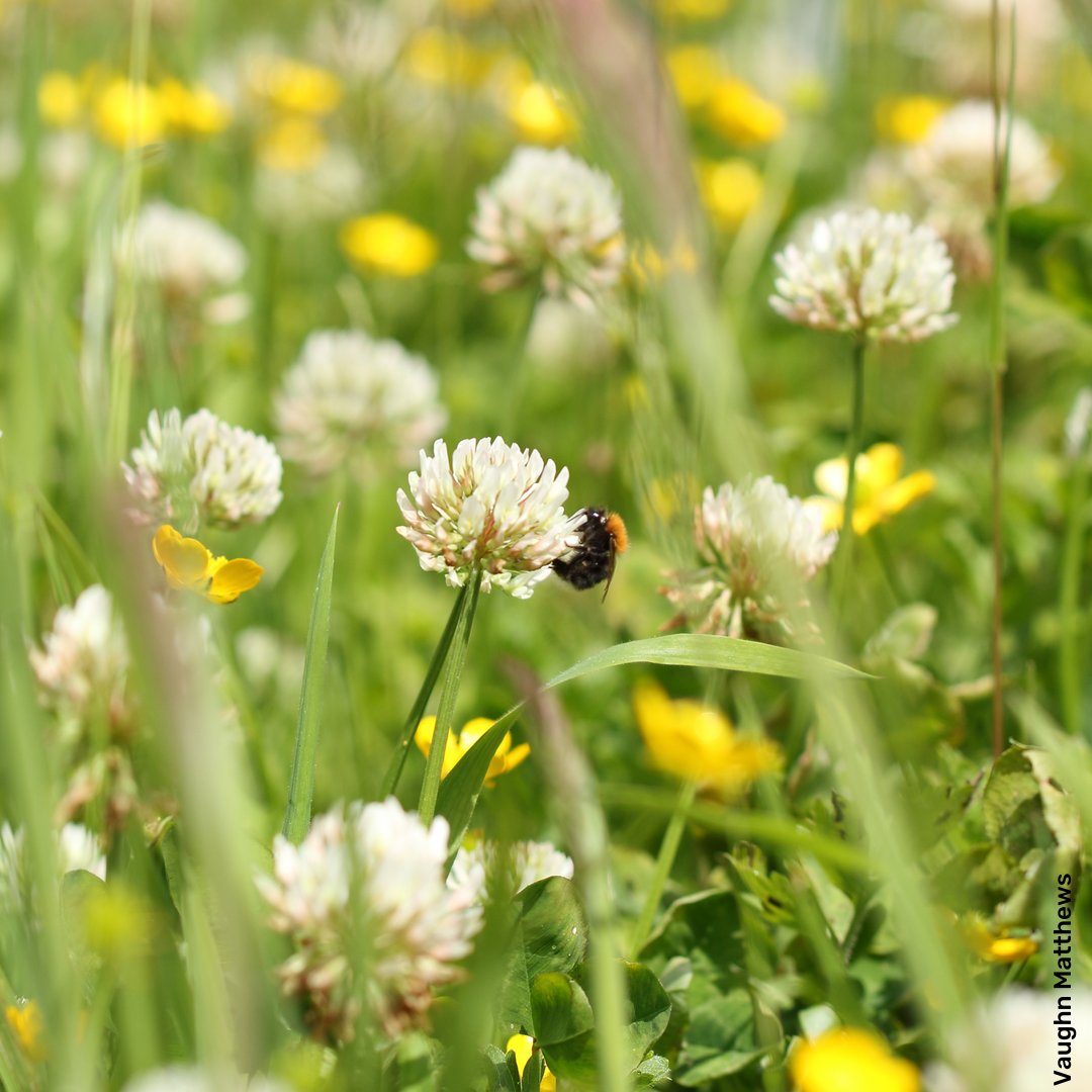 Longer grass homes insects, feeding birds & bats. Clover & dandelions feed bees/butterflies. #GrowDontMow Take a moment, have a cuppa, and observe the life in your lawn. @vaughnmatthews2 #uknature #ukwildlife #animals #derbyshirewildlife