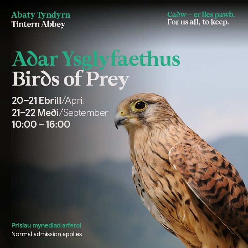 Come and experience birds of prey up close and get to know a few of them Tintern Abbey today! 🦅 Spend the day with Wings of Wales Falconry, learn about the history of hawking, and enjoy the birds' majestic flight. 🔗ow.ly/Q2pN50Rja10