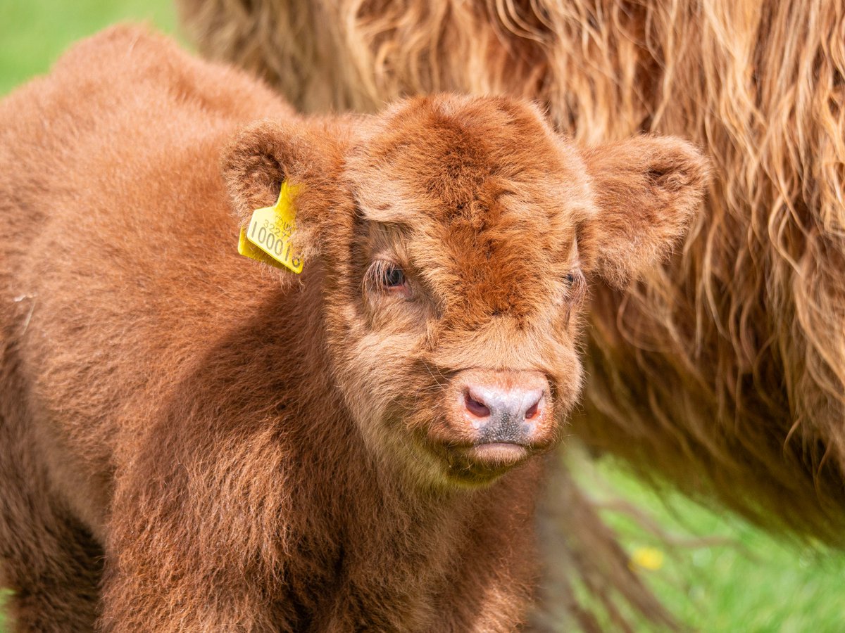 Hamish is just udder-ly adorable 🧡 We promise that we WILL stop filling your feed up with Hamish photos but first we had to share these adorable shots of him exploring his new home 😍 Visit Hamish and all of our other incredible animals here at Noah's Ark #highlandcow #cute