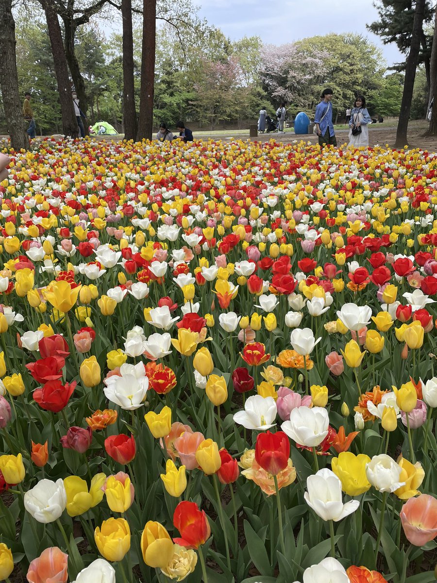 ネモフィラ＆チューリップ満開でした🌷

#ひたち海浜公園