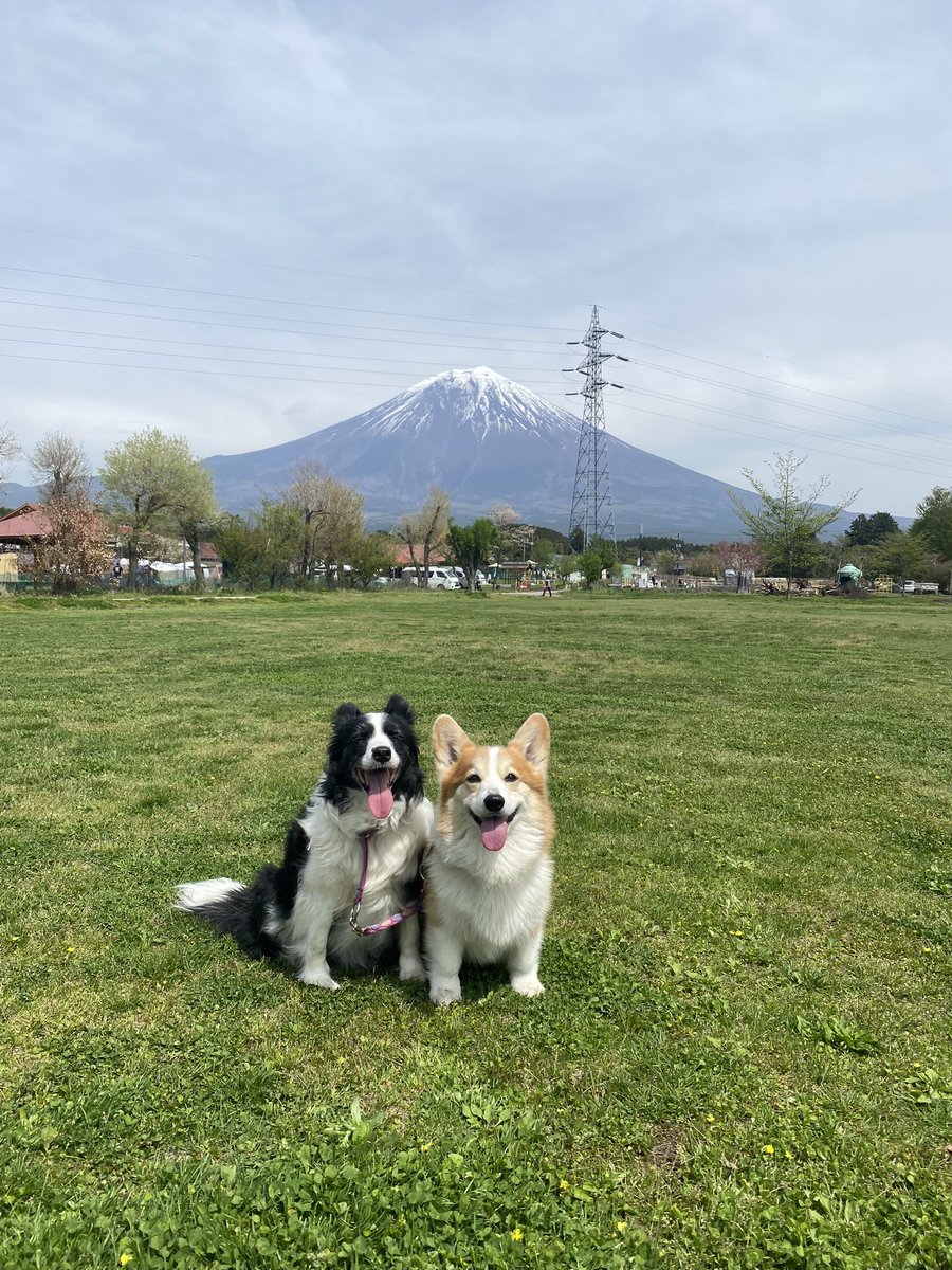 富士山をバックに
スマイル😊

#corgi #Bordercollie #富士山