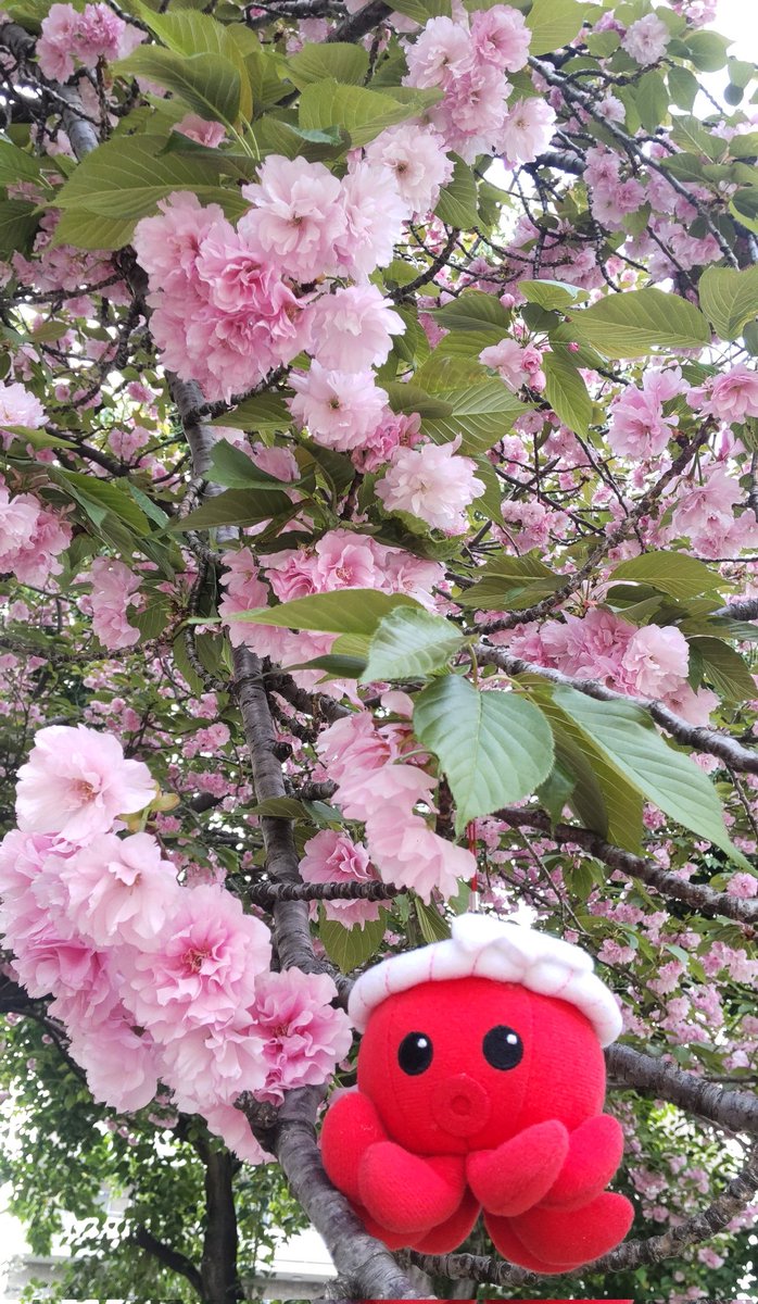 作品名∶「ハチ」つながりでチュ〜
撮影地∶杉並区
満開の八重桜と八本足のオクトパス君のコラボ。
#オクトパス君フォトコン
#南三陸大好き