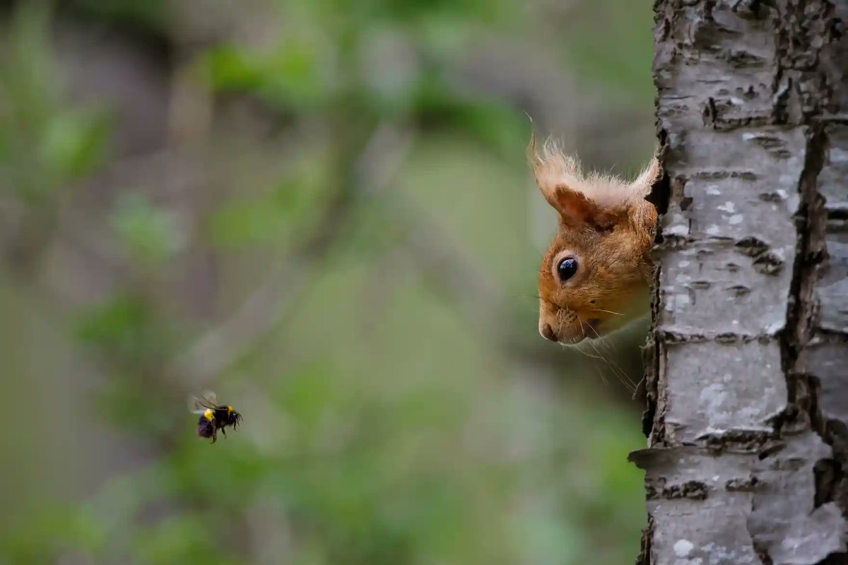 Nose-y neighbours ... Squirrel and Bee, winner of the Mammal Photographer of the Year 2024. Photograph: Gary Watson #nature #photooftheday theguardian.com/environment/ga…