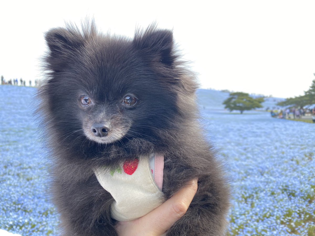 ちゃぼ👩🏻‍🦰とポメラニアン🐶むぎ🍄🐿️ tweet media
