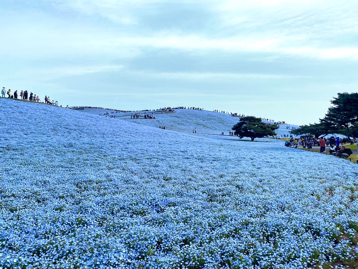 ちゃぼ👩🏻‍🦰とポメラニアン🐶むぎ🍄🐿️ tweet media