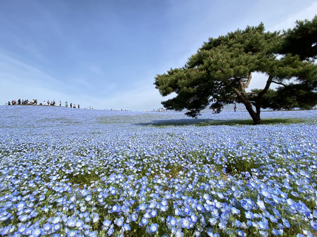 ちゃぼ👩🏻‍🦰とポメラニアン🐶むぎ🍄🐿️ tweet media