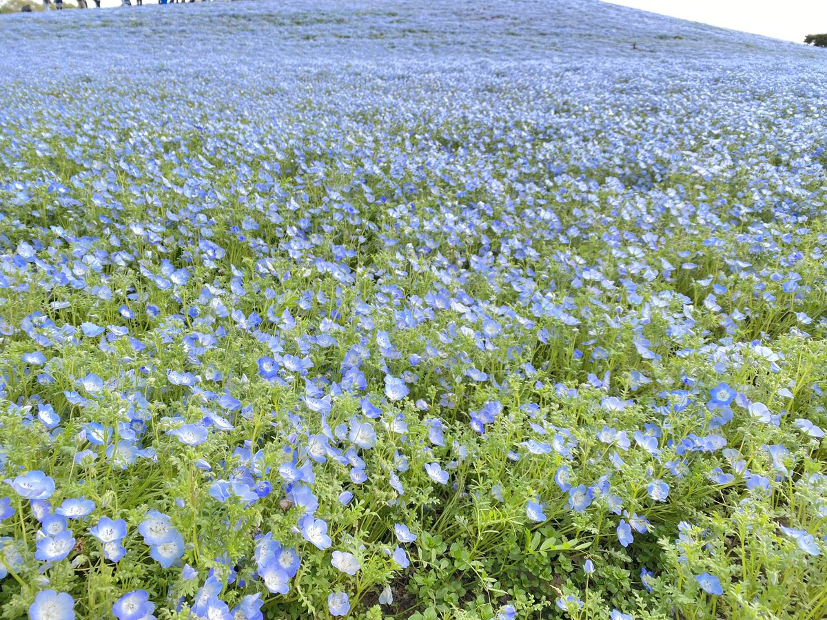 ちゃぼ👩🏻‍🦰とポメラニアン🐶むぎ🍄🐿️ tweet media