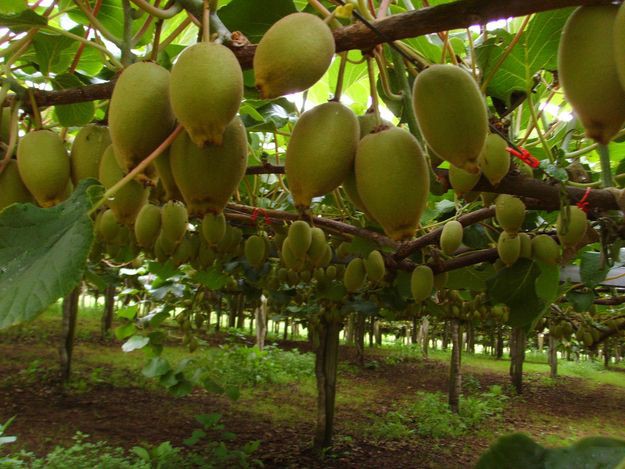 If you've ever bought kiwi 🥝 fruits in supermarkets you realize how expensive the fruits are . How about setting up a commercial kiwi 🥝 fruits orchard ? This is not a venture that many people have invested into yet has very massive potential . For fruit seedlings, Click