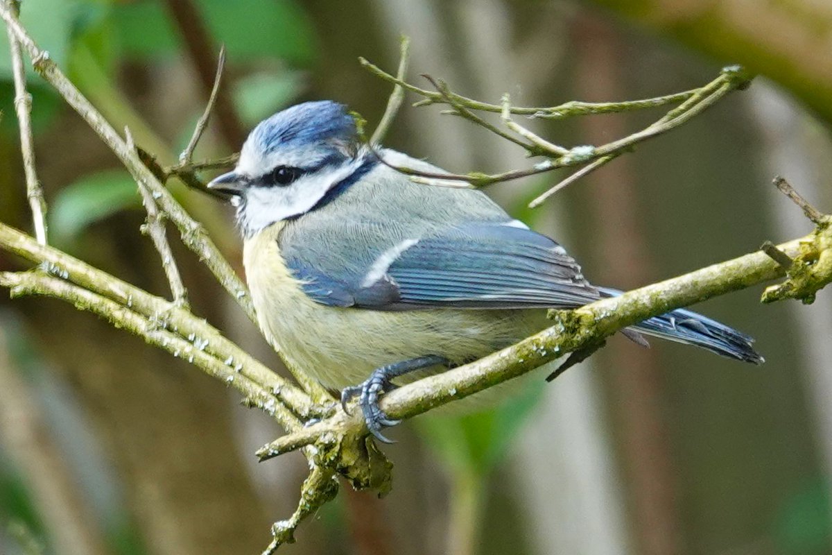 Blue Tit in our garden recently.
#BlueTits #birds #BirdPhotography #wildlife #WildlifePhotography #NaturePhotography #photography #birding #TwitterNatureCommunity #BirdsOfTwitter #Telford #Shropshire #NatureLovers #BlueTit