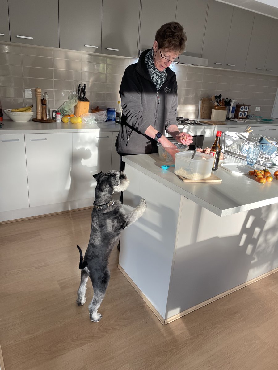 Lookee moi #SchnauzerGang pals - iz heppin Mum wif dinner… porky meetballs YUUUM 

Dunno abowt me shadow tho’, it’s NOT gunna get any ... BOL BOL 

#Arlo 

<a href="/HamishShortie/">Shortie.Hamish</a>