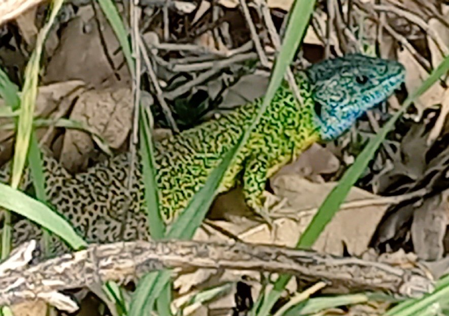 greenflashplant's tweet photo. The Iberian emerald #lizard (Lacerta schreiberi) is endemic of the #iberian peninsula. During the mating season the males display a characteristic blue head 💙  #Madrid #Mountains https://t.co/t6A5PWlmaR