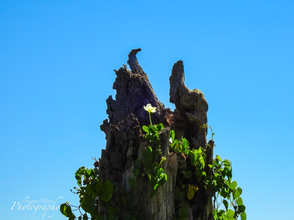 Flower in top of a Tree

#landscapephotography #landscapeoftheday #landscapelover #landscapephoto #landscapecaptures #landscapephotographer #travelphotography #photography #plantcity #florida #tampa #naturephotographer #naturephotography #circlebbarreserve