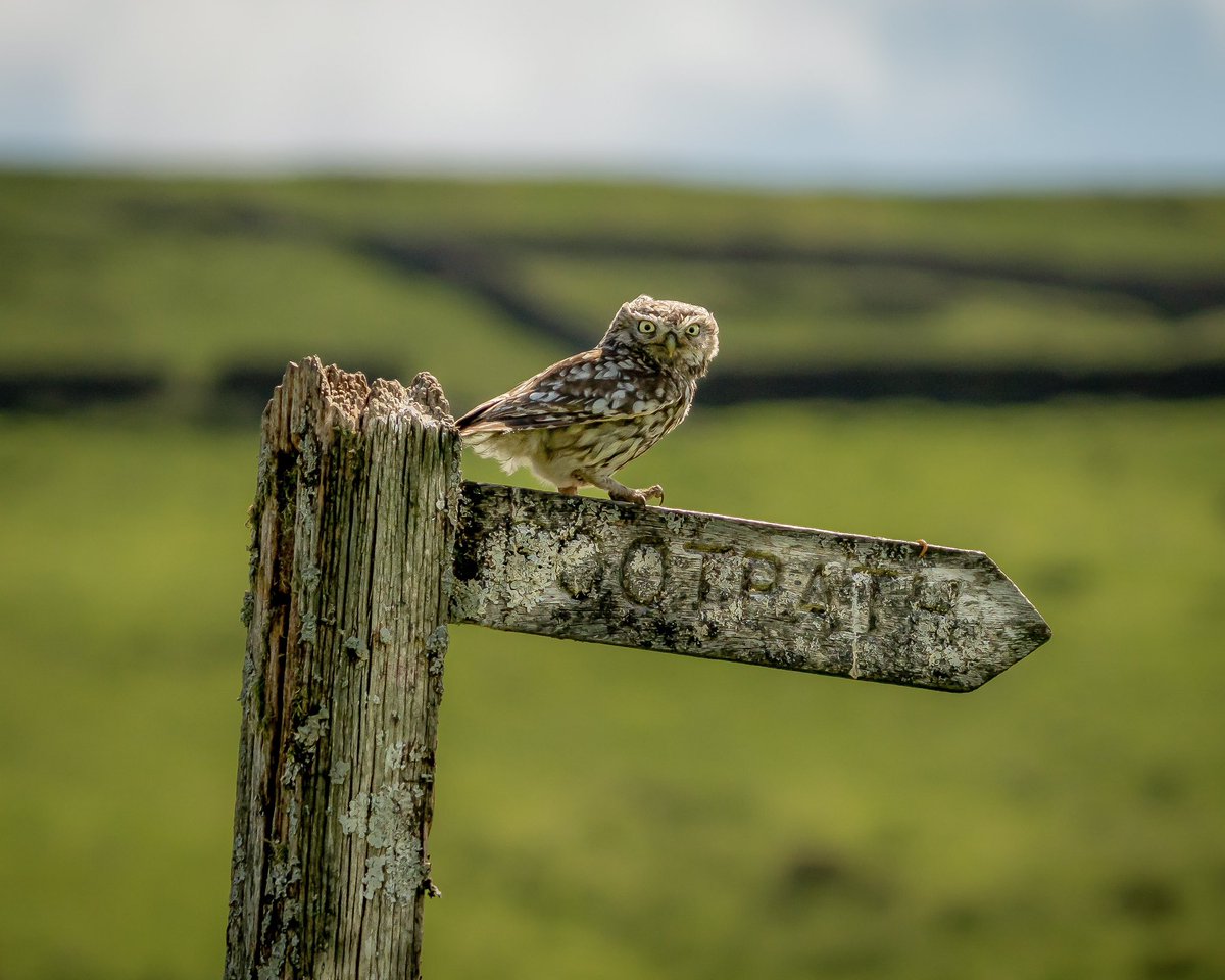 Show me the way little Owl 🦉➡️☺️ #WildlifeWonders #wildlife #owl #birdphotography #wildlifephotography #BirdsOfTwitter #BirdsOfX