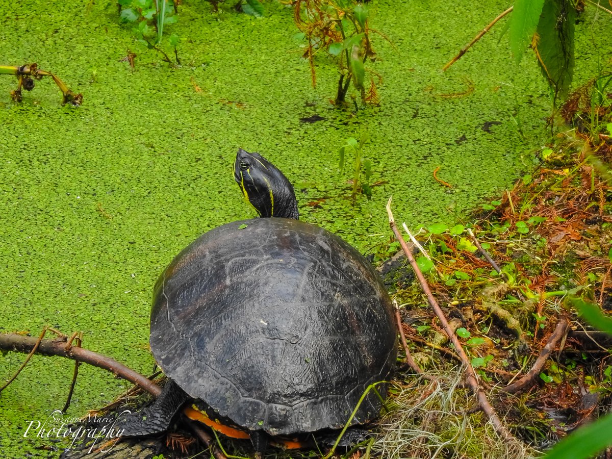 Turtle

#wildlife #birdphotography #wildlifephotography #photography #naturelovers #photooftheday #photographer #florida #plantcity #tampa #wildlifephotographer #naturephotography #animalphotography #wildlifephoto #wildlifeplanet #circlebbarreserve