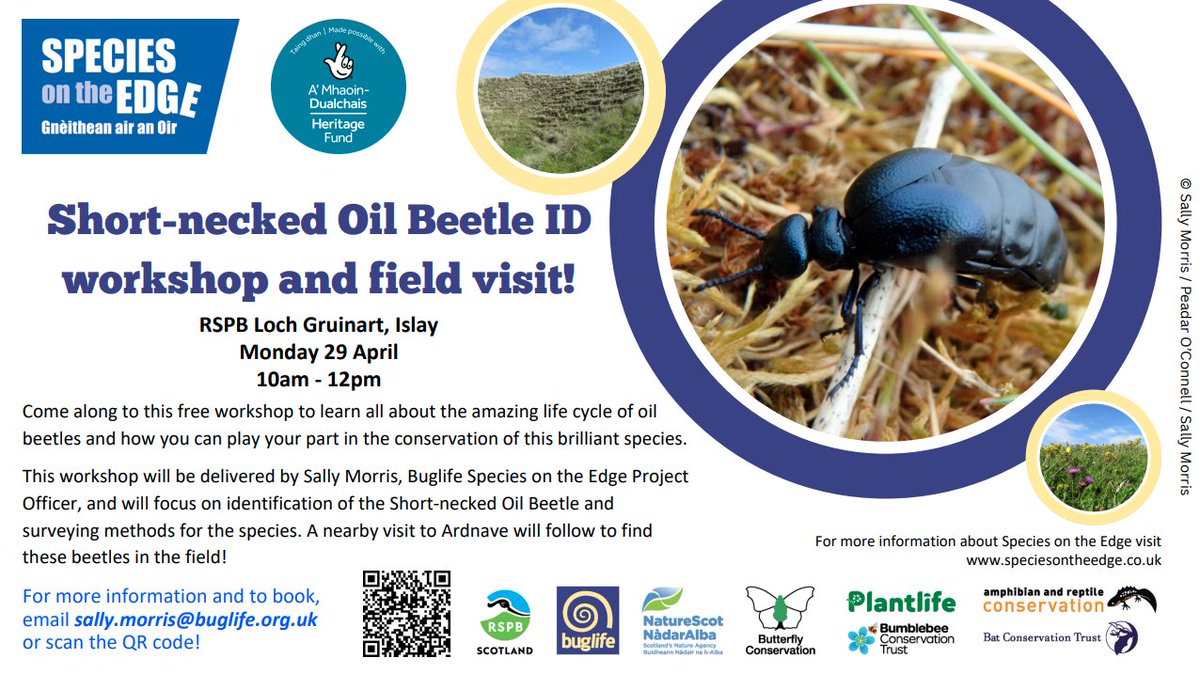 Join our #BuglifeScotland @SpeciesEdge Conservation Officer, Sally, for a Short-necked Oil Beetle ID workshop & field visit! 📆 Monday 29 April 🕙 10:00-12:00 📌 RSPB Loch Gruinart, #Islay Find out more & book your place 👇 trybooking.com/uk/events/land… #OilBeetleHunt #SotE