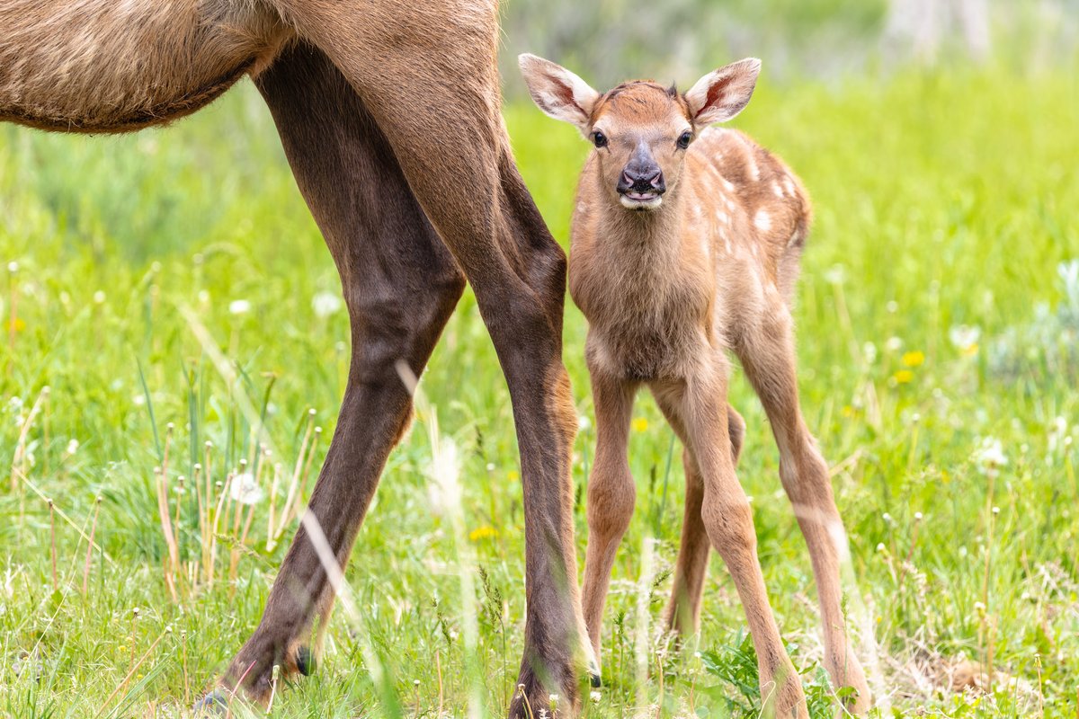 It's spring in Yellowstone, you know what that means... BABY ANIMALS!
As cute and fuzzy as they are, be sure to give wildlife room, use a zoom. Always maintain a distance of at least 100 yards (91m) away from bears/wolves, and at least 25 yards (23m) away from all other animals.