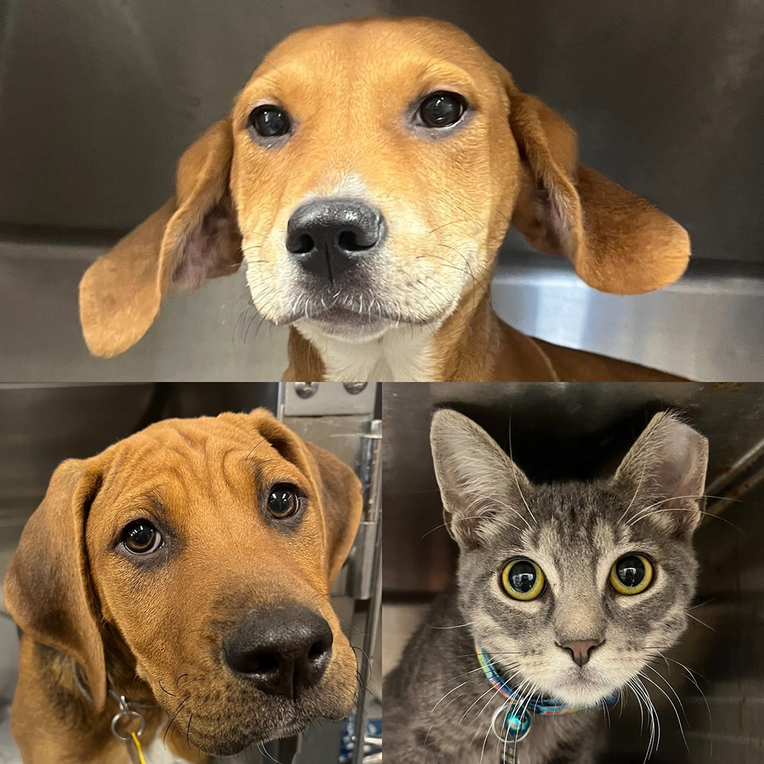Our mobile adoption unit is coming to Petco in Oceanside, NY (2824 Long Beach Road) TODAY, 4-20-24, from 11am to 3pm!  
It's time to  #GetYourRescueOn !
#Adopt #Oceanside #80YearsofRescue