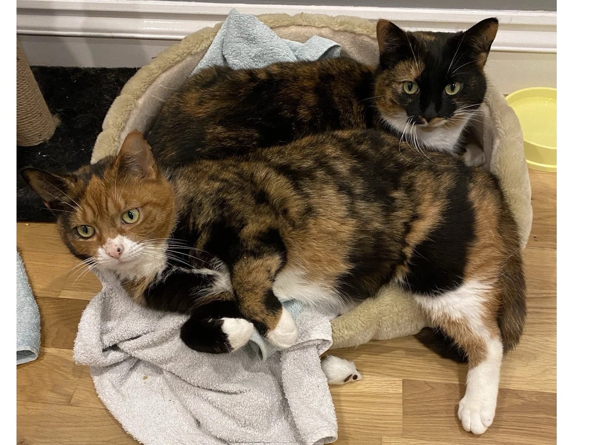 Tigger and her daughter Rascal are still looking for a new home this #Caturday. At only 4 and 3, they enjoy playing, and Rascal loves a lap! They are incredibly gentle and would love a quiet home with lots of company. Please #AdoptDontShop today. #Buckinghamshire