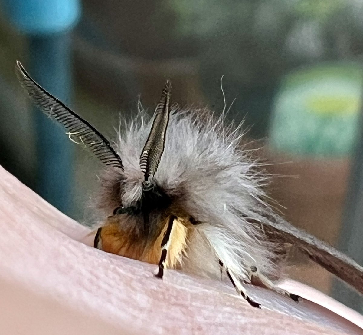 Brrrr cold night meant just the one chap in the garden trap. He was a sensible chap as he was wearing his warmest scarf! 😀 Muslim moth looking very fluffy! #moths @BCWarwickshire